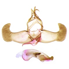 /filer/webapps/moths/media/images/G/goniotes_Dragmatucha_GMHT_RMCA.jpg