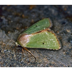 /filer/webapps/moths/media/images/A/aerugo_Adisura_A_Roland_01.jpg