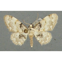 /filer/webapps/moths/media/images/F/fumilinea_Idaea_AM_TMSA_02.jpg