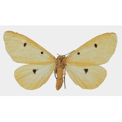 /filer/webapps/moths/media/images/T/tripunctata_Soloe_AM_Basquin.jpg