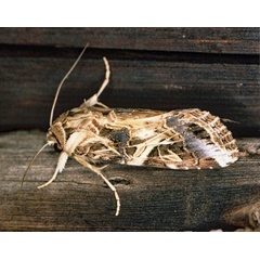 /filer/webapps/moths/media/images/L/littoralis_Spodoptera_A_Roland_01_E4RE4f7.jpg