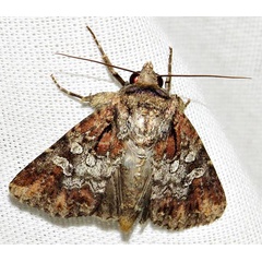 /filer/webapps/moths/media/images/M/mesoglauca_Omphalestra_A_Braun_07.jpg