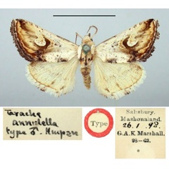 /filer/webapps/moths/media/images/A/annulella_Tarache_HT_BMNH.jpg