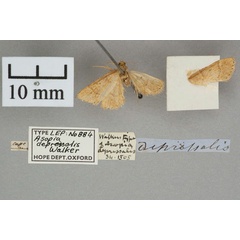 /filer/webapps/moths/media/images/D/depressalis_Asopia_HT_OUMNH_01.jpg