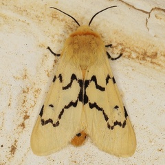 /filer/webapps/moths/media/images/B/butti_Leucaloa_A_Heyns_02.JPG