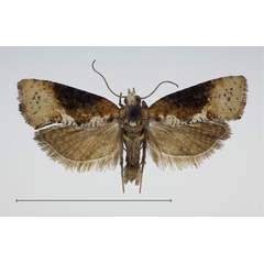 /filer/webapps/moths/media/images/I/iringana_Multiquaestia_PT_KSund_01.jpg