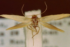Scythris subgaleatella