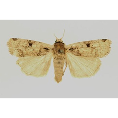/filer/webapps/moths/media/images/L/limbinigra_Mentaxya_HT_RMCA_02.jpg