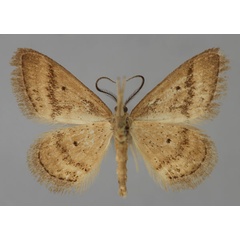 /filer/webapps/moths/media/images/D/draconigena_Idaea_HT_ZSM_02.jpg