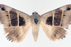 Grammodes monodonta
