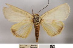 Westermannia immaculata