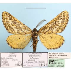 /filer/webapps/moths/media/images/U/uloprora_Biclavigera_A_MGCLa_01.JPG