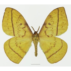 /filer/webapps/moths/media/images/M/murphyi_Tagoropsiella_AM_Basquina.jpg