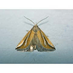 /filer/webapps/moths/media/images/C/chionophlebia_Eublemma_A_Roland_02.jpeg