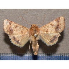/filer/webapps/moths/media/images/N/nubigera_Heliothis_A_Goffa_02.jpg