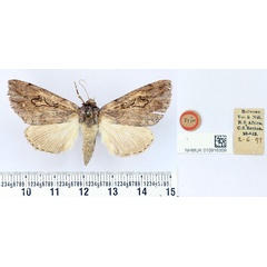 /filer/webapps/moths/media/images/T/trefoliata_Chelecala_HT_BMNH.jpg