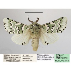 /filer/webapps/moths/media/images/E/esmeralda_Hampsonita_AM_MGCLa_01.JPG