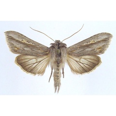 /filer/webapps/moths/media/images/W/wiltshirei_Cucullia_AM_Legrain.jpg