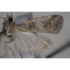 /filer/webapps/moths/media/images/A/arida_Pempelia_AF_Monks_04.jpg