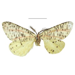 /filer/webapps/moths/media/images/S/smithi_Nothabraxas_PTM_NHMUK.jpg