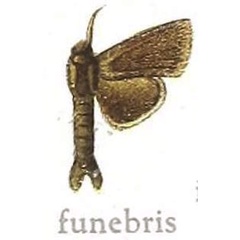 /filer/webapps/moths/media/images/F/funebris_Metarbela_HT_NHMUK.jpg