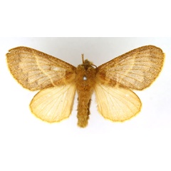 /filer/webapps/moths/media/images/C/conspersa_Bombycopsis_AF_SNHM.jpg