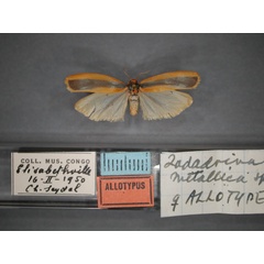 /filer/webapps/moths/media/images/M/metallica_Zadadrina_AT_RMCA_01.jpg