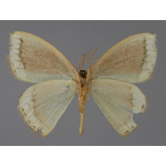 /filer/webapps/moths/media/images/A/angustimargo_Chlorodrepana_A_ZSM_02.jpg