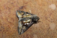 Chrysodeixis acuta