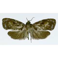 /filer/webapps/moths/media/images/S/stereostellans_Obudupotamia_HT_ZMJU.jpg