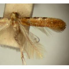 /filer/webapps/moths/media/images/M/meyricki_Caloptilia_PT_TMSA5644.jpg