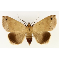 /filer/webapps/moths/media/images/T/tumiditermina_Ophiusa_AF_TMSA_01.jpg