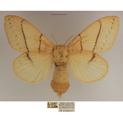 /filer/webapps/moths/media/images/M/media_Philotherma_AF_TMSA_01.jpg
