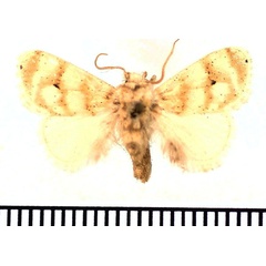 /filer/webapps/moths/media/images/N/nivata_Niphadolepis_AM_BMNH_02.jpg