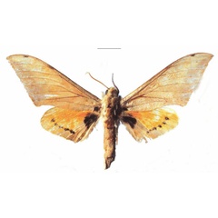 /filer/webapps/moths/media/images/Z/zairensis_Pseudoclanis_HT_EMEM.jpg