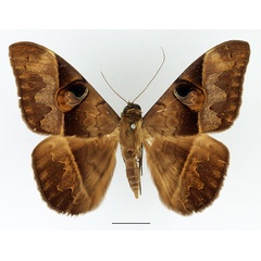 /filer/webapps/moths/media/images/A/amblyops_Cyligramma_AM_Basquin_02.jpg