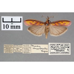 /filer/webapps/moths/media/images/S/sanguifusalis_Polyocha_ST_OUMNH_01.jpg