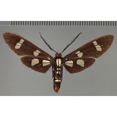 /filer/webapps/moths/media/images/D/deprinsi_Euchromia_HT_ZSM_02.jpg