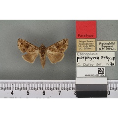 /filer/webapps/moths/media/images/P/porphyrea_Ctenoplusia_PTF_BMNH_02a.jpg