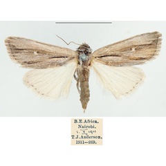/filer/webapps/moths/media/images/P/pectinata_Aspidifrontia_AF_BMNH.jpg