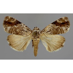 /filer/webapps/moths/media/images/A/abscissa_Daula_A_RMCA_01.jpg