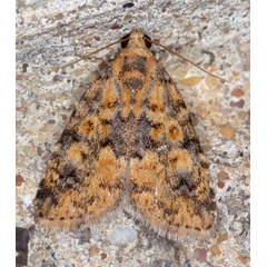 /filer/webapps/moths/media/images/B/bryophilina_Deltote_A_Heyns_01.jpg