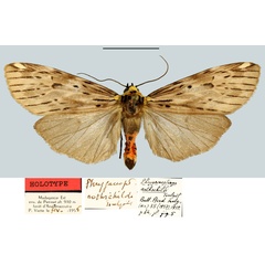 /filer/webapps/moths/media/images/R/rothschildi_Phryganopteryx_HT_MNHN.jpg