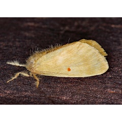 /filer/webapps/moths/media/images/S/straminicolor_Euproctis_A_Roland_01.jpg