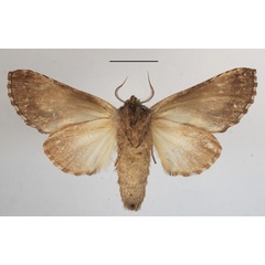 /filer/webapps/moths/media/images/C/cotytto_Ulinella_A_MGCLb_01.JPG