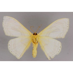 /filer/webapps/moths/media/images/F/fungifera_Somatina_A_ZSM_02.jpg