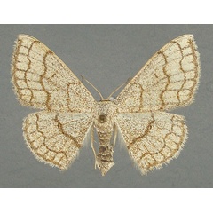 /filer/webapps/moths/media/images/S/sinnaria_Scopula_AF_TMSA.jpg