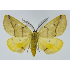 /filer/webapps/moths/media/images/T/terinata_Phoenicocampa_AM_Staude_01.jpg