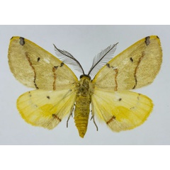 /filer/webapps/moths/media/images/T/terinata_Phoenicocampa_AM_Staude_01.jpg