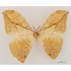 /filer/webapps/moths/media/images/N/noellae_Pselaphia_HT_RBINS_01.jpg